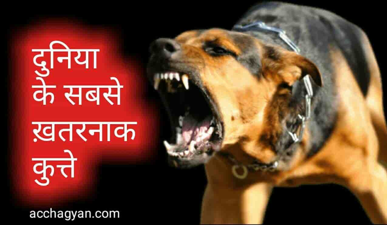 दुनिया के 10 सबसे खतरनाक कुत्ते और उनकी खासियत, most dangerous dogs