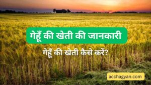 Read more about the article गेहूं की खेती की जानकारी | Gehu Ki Kheti Kaise Kare – Best Guide